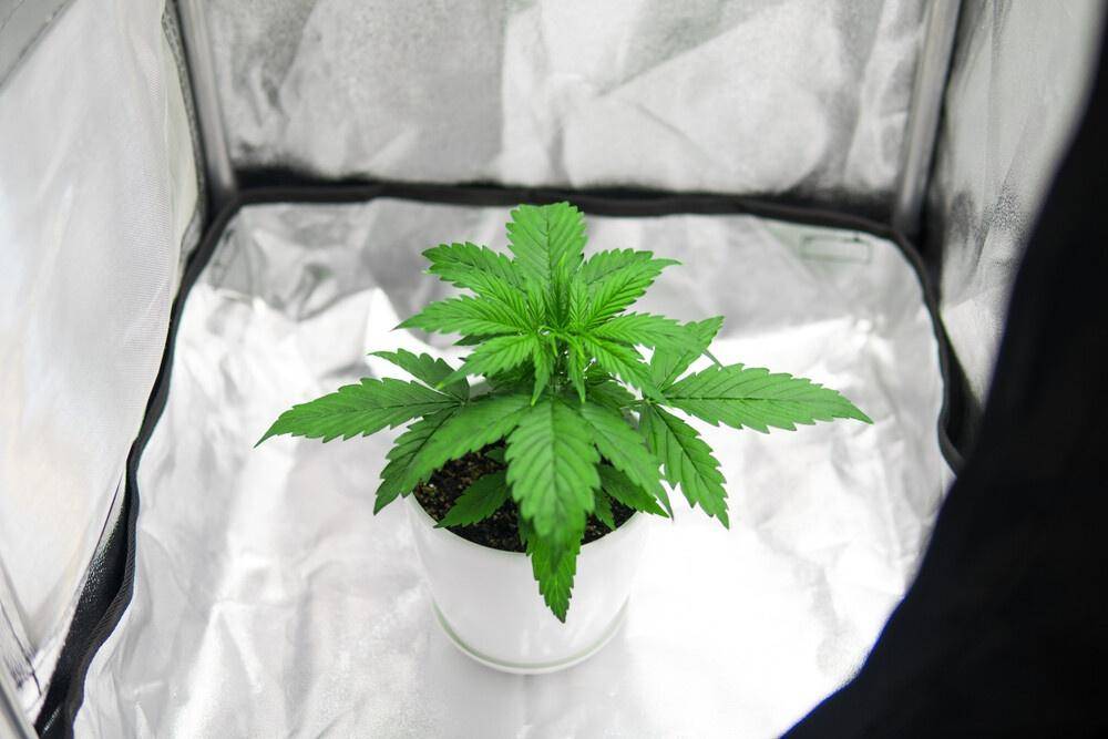 growing-weed-at-home