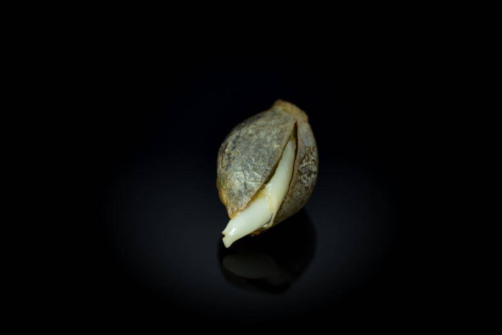 cannabis seed