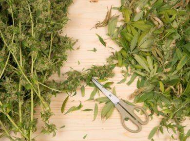 cutting cannabis tops