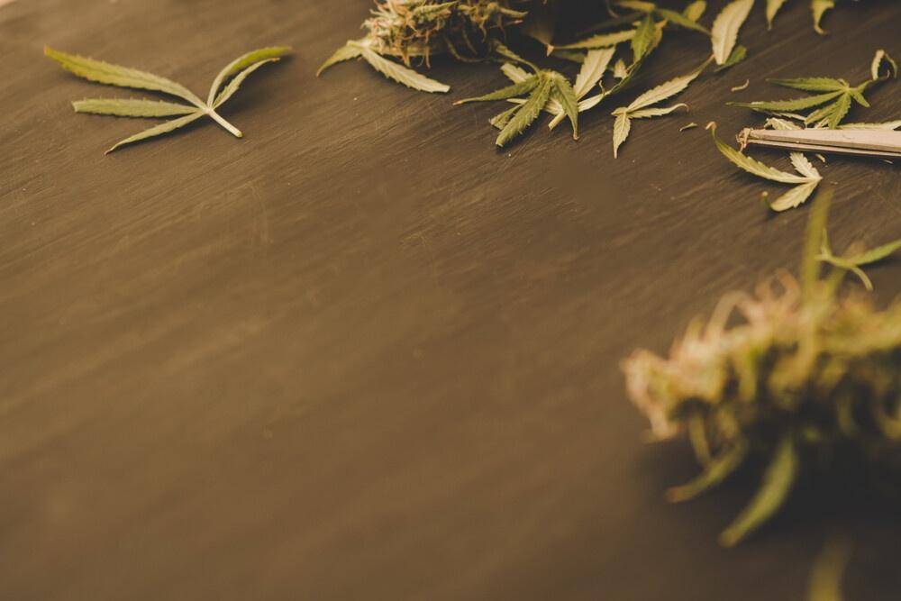 cutting cannabis