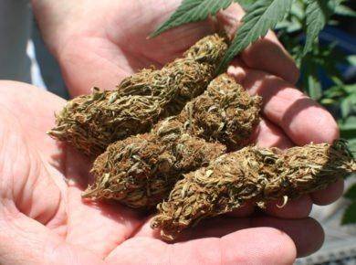 high quality cannabis