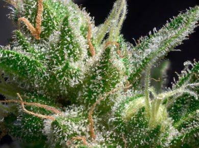 importance of cannabis trichomes