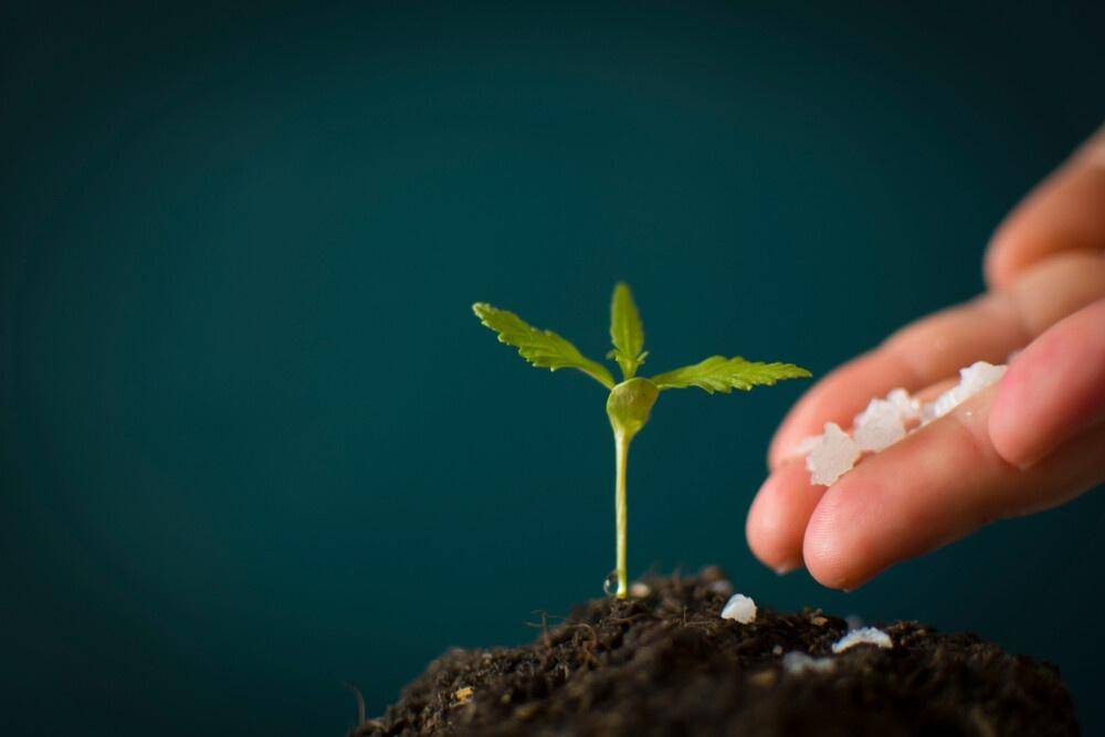 marijuana fertilizer