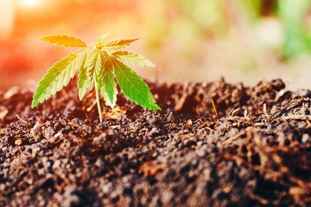 raw-cannabis-plant